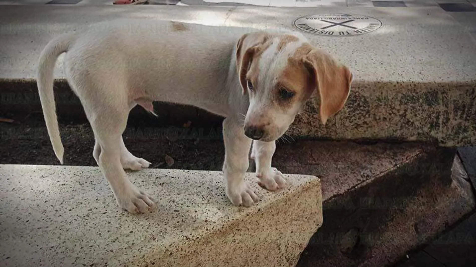 Perrito en la calle2